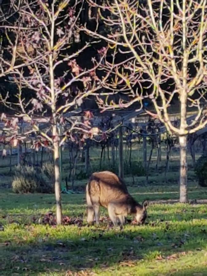 Wurrung B & B - The Cottage Woodend Luaran gambar
